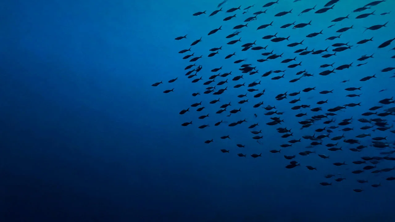Un banc de sardines à contre-jour, en silhouettes sombres sur le bleu