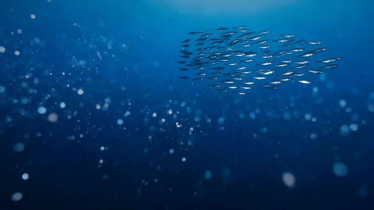Un petit banc de sardines derrière des particules en suspension