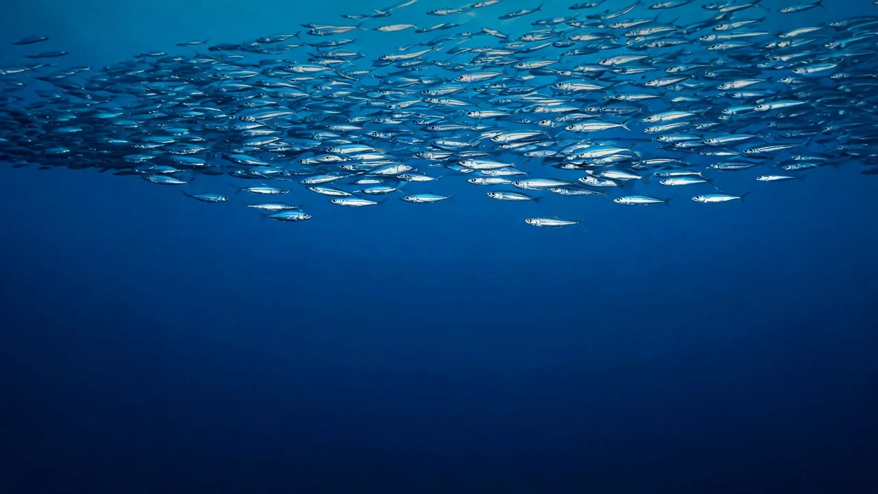 Un large banc de sardines qui passe en haut, au-dessus du bleu profond