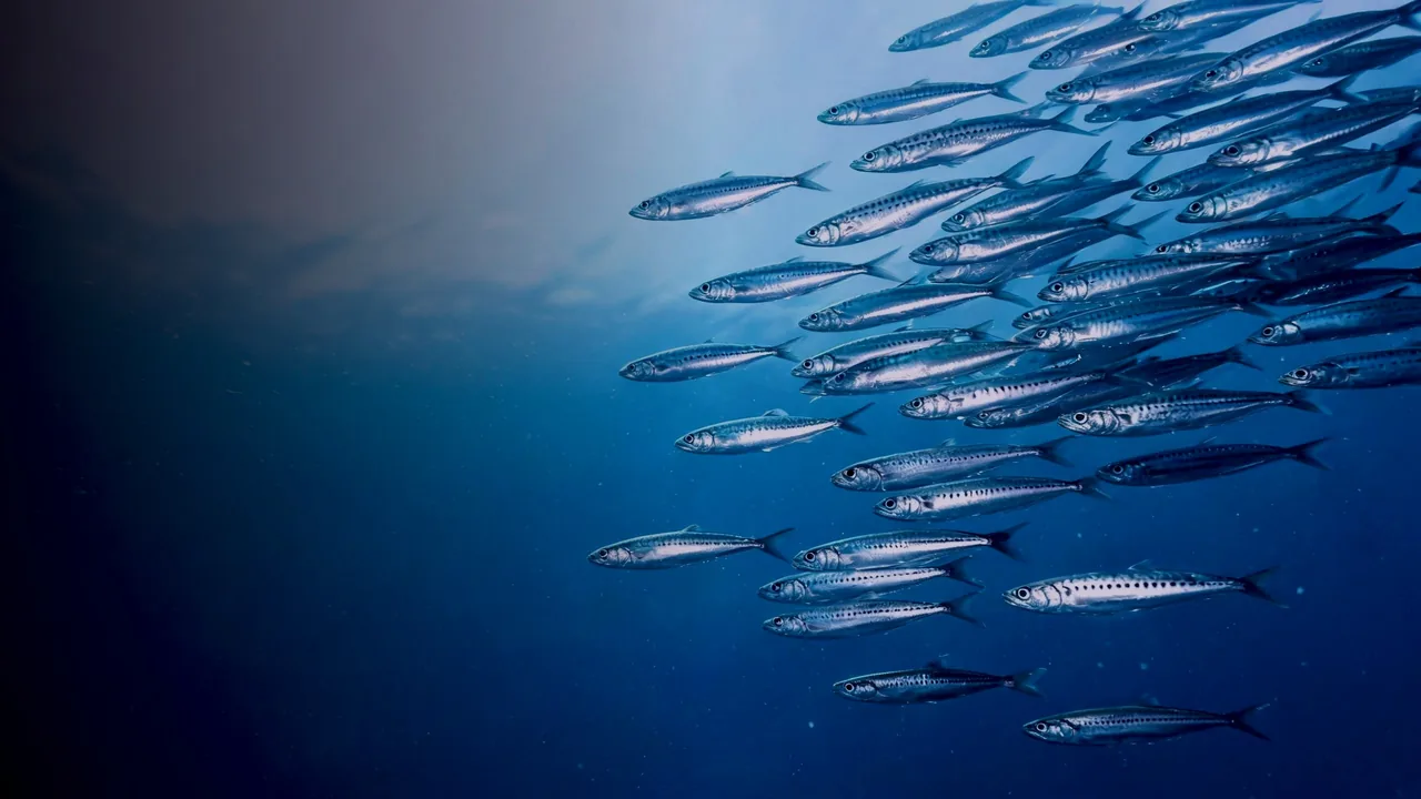 Des sardines vues de profil qui nagent toutes dans le même sens, en pleine eau
