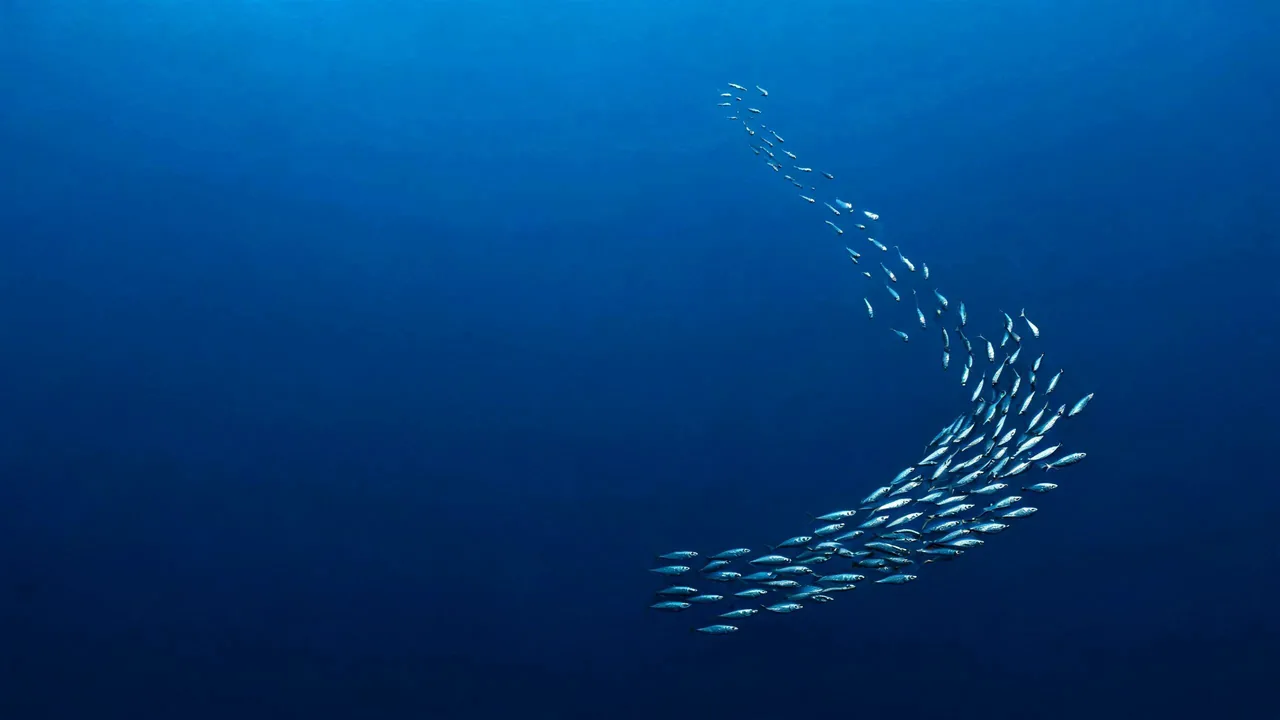Des sardines qui montent en file le long d'une ligne courbe, en pleine eau