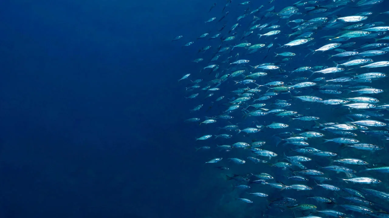 Un banc dense de sardines qui avance dans une eau bleu nuit