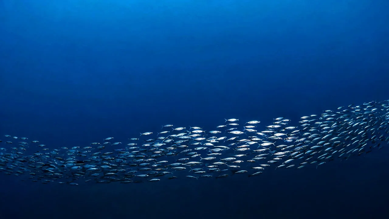 Un banc de sardines qui ondule en longue bande dans la profondeur