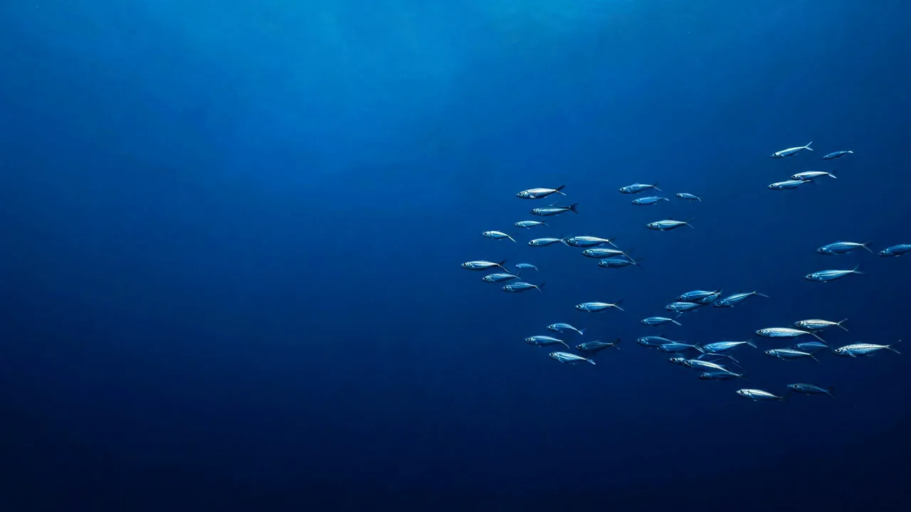 Des petits groupes de sardines épars qui nagent dans le même sens, en pleine eau