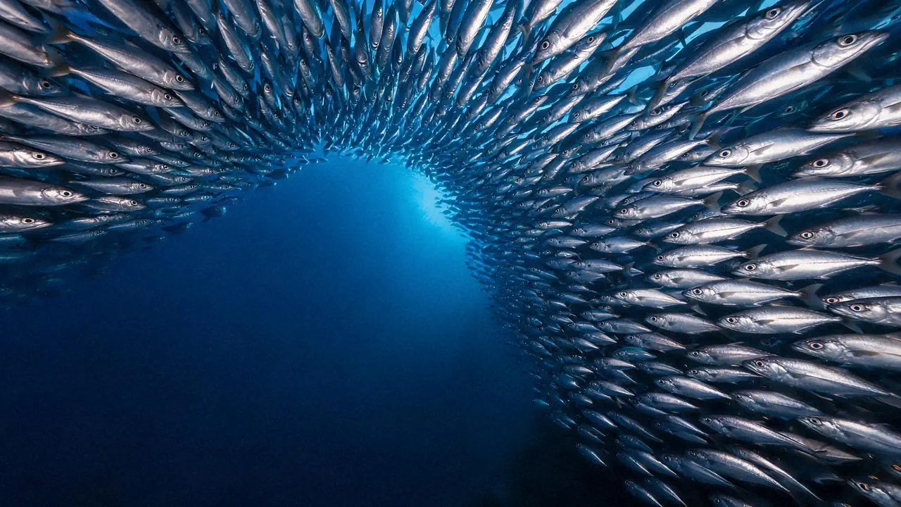Un banc de poissons argentés qui forme un couloir vers une lueur bleue