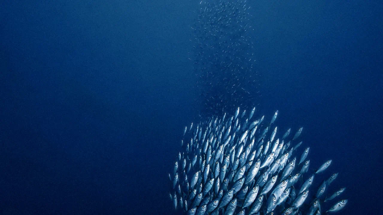 Un banc de sardines qui monte en colonne dans une eau bleu profond, dense à sa base et plus clairsemé vers le haut