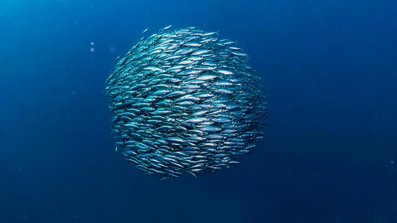 Un banc de sardines resserré en boule dans une eau bleue uniforme